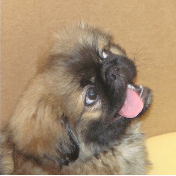 Meet your Posher, Ron - Picture 2 of 3